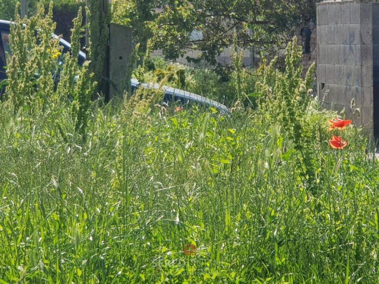 VÝZVA OBCE na kosenie a údržbu pozemkov a prevenciu šírenia burín a inváznych druhov rastlín. Viac info tu.