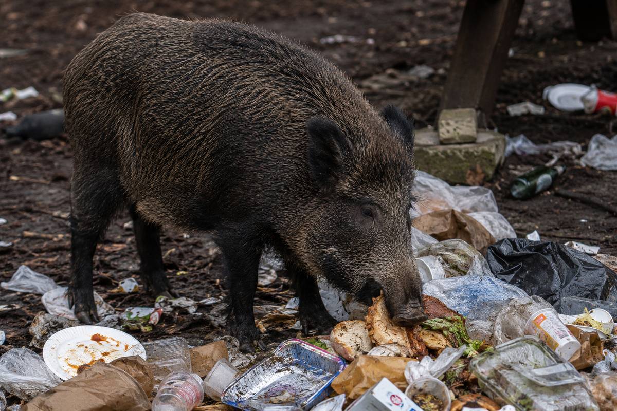 Prosíme občany, aby neodváželi bioodpad do lesa a zejména na jeho okraje z důvodu, že zvláště divoká prasata tento bioodpad vyhledávají a dochází tak k jejich zvýšenému výskytu v zastavěné oblasti. Město Klecany nabízí možnost odvozu bioodpadu. Pro bližší informace kontaktujte pokladnu Městského úřadu Klecany tel. 284892027.
