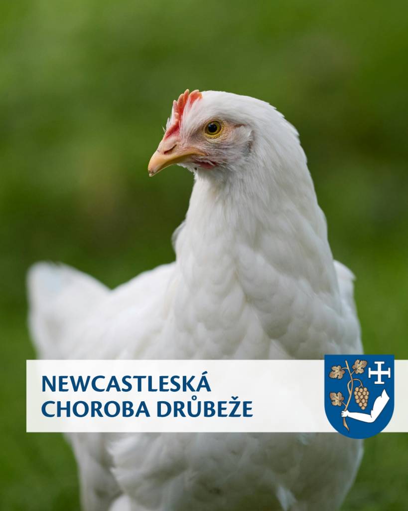 Obec Hýsly informuje chovatele o Newcastleské chorobě drůbeže.