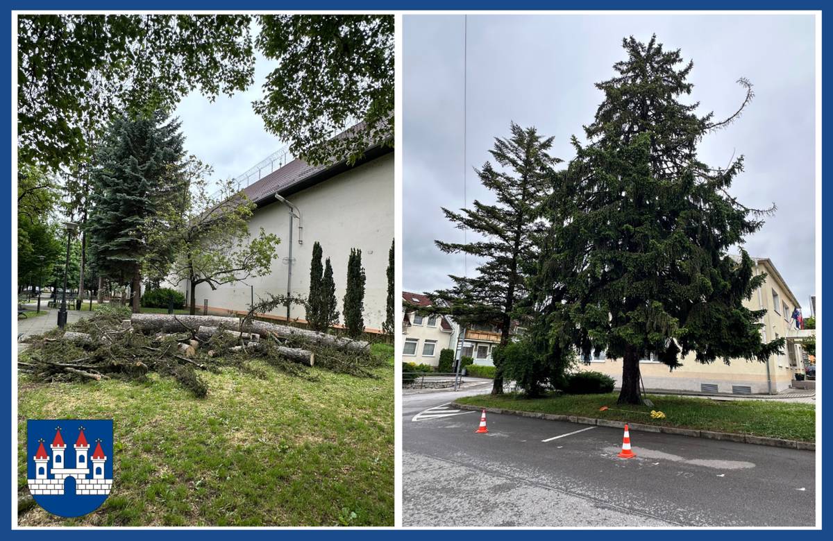 V centre odstraňujú štyri stromy, ktoré boli podľa odborného posudku napadnuté lykožrútom a mohli predstavovať bezpečnostné riziko. Mesto pripravuje náhradnú výsadbu novej zelene.
