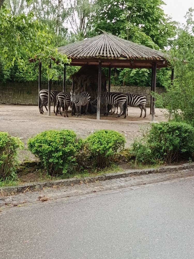 V sobotu 16. května uspořádal Český svaz žen v Sepekově pro své členky, jejich rodiny a přátele vydařený zájezd do Safari Parku Dvůr Králové. Výlet nabídl bohatý program plný zážitků pro všechny generace.