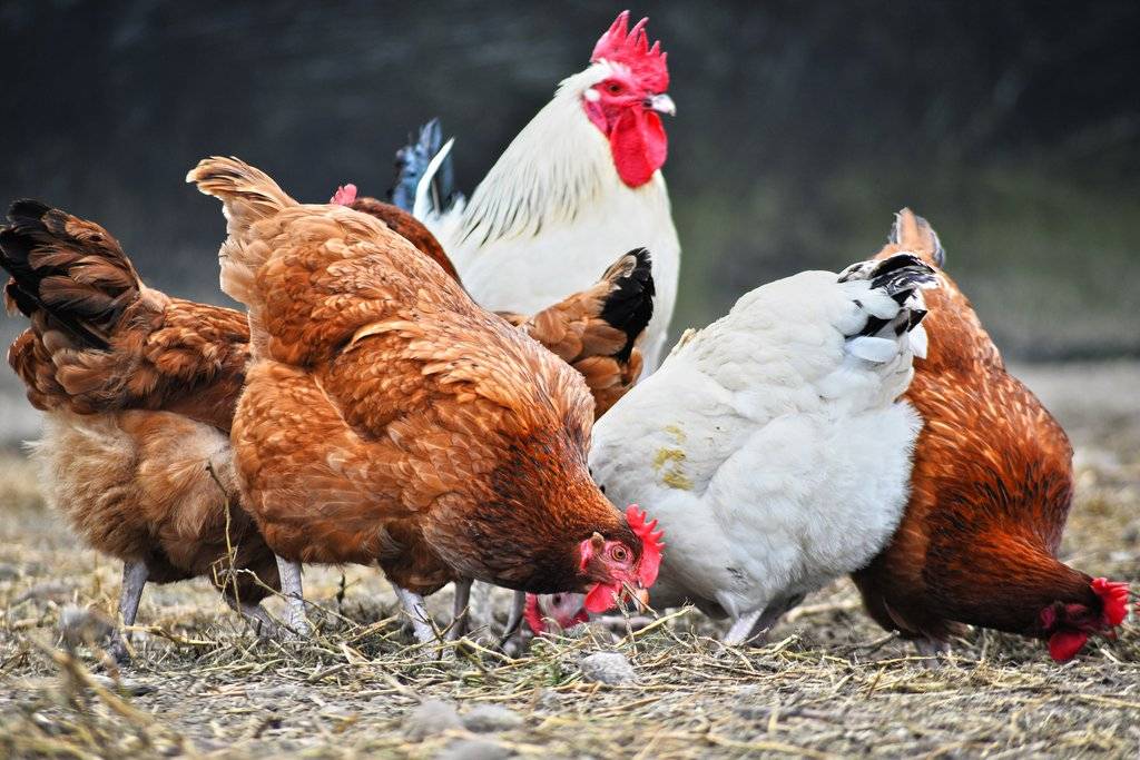 Drůbežárna Prace bude ve čtvrtek 21.5. v 8.30 hod před Obecním úřadem prodávat mladé kuřice a kohouty, slepice po roce snášky za 140 Kč,  brojlerová kuřata, krůty, káčata a husokačeny Mulard, krmivo pro drůbež a králíky, vitamínové doplňky a dále pak vykupovat králičí kožky - cena 10 Kč/ks.