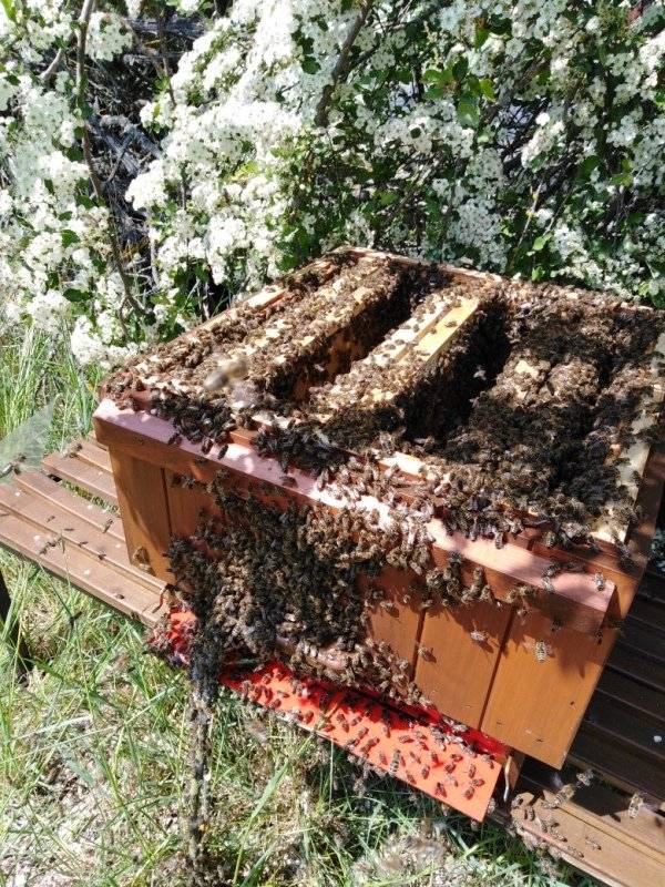 V květnu a červnu se Vám může stát, že na Vaší zahradě, obvykle na větvích stromů, naleznete roj včel. V tu chvíli se Vám bude zdát, že jde o něco nebezpečného a je potřeba to řešit, ale není tomu vůbec tak. Rojení je přirozená cesta dělení a tím pádem rozmnožování včelstev. Roj vylétá se starou matkou a zhruba s polovinou včel, dočasně se usadí na nějakém stromě v blízkém okolí původního bydliště. Tam obvykle setrvá cca do 2 dnů, než průzkumnice naleznou nové bydlení a odletí. Nejvíce vyhledávají staré dutiny stromů, což je jejich přirozené obydlí po miliony let, co jsou již na zemi.  V tuto chvíli jsou včely nejméně agresivní a není potřeba se jich bát, nebrání své obydlí a bodnou pouze při ohrožení, např. pokud na ně šlápnete. Dokonce, je to nejlepší okamžik jak je můžeme pozorovat a klidně si je i „pohladit“. Lze se k nim i přiblížit, avšak za předpokladu, že máte světlejší oblečení, nepoužíváte výraznou voňavku, neděláte prudké pohyby a je hezké počasí. Co dělat? V tomto případě je nejlepší nedělat nic, roj většinou do dvou dnů odletí. Pokud máte poblíž včelaře, informujte ho. Jestli včelař zjistí, že roj je jeho, vezme si ho zpět, pokud si není jistý, spíše ho tam nechá, a to z důvodu možného zavlečení chorob do své včelnice. Další možností je volat hasiče. Ti ale celý roj zlikvidují usmrcením, a to je velká škoda takového užitečného a potřebného živočicha. Tuto variantu volte jako poslední a pouze pokud roj opravdu někde překáží v cestě, u vchodu nebo dětského hřiště a podobně. Vojtěch Fogl Obrázek 1 - roj přechází z nízké větve do připraveného nástavku. Obrázek 2 - roj přechází do připraného boxu v koruně stromu. Obrázek 3 – roj včel na větvi stromu