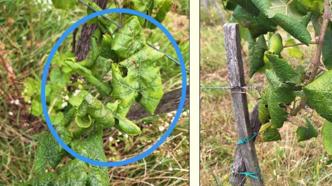 Zlaté žltnutie viniča - termíny ošetrovania proti vektorom