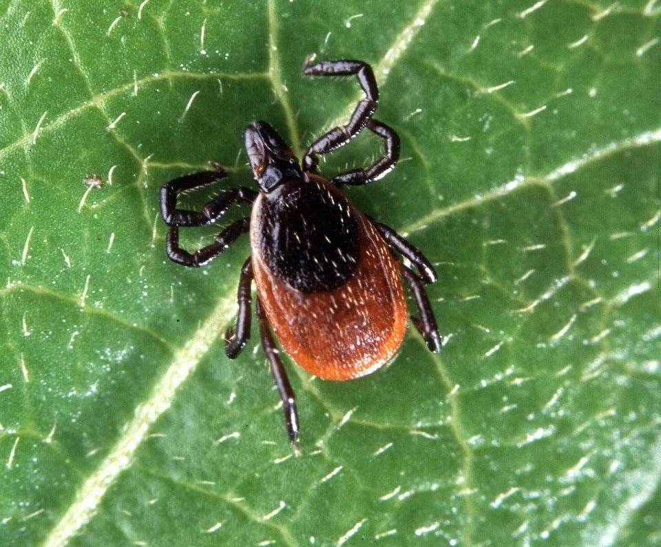 Český hydrometeorologický ústav upozorňuje na zvýšenou aktivitu klíšťat. Více informací najdete v Modelové předpovědi rizika napadení klíštětem na základě meteorologických podmínek.