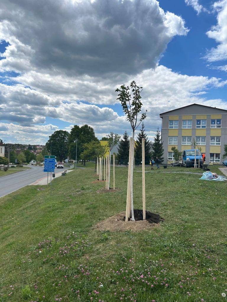 Tentokrát jsme vysadili 7 nových sakur v prostoru u naší základní školy.