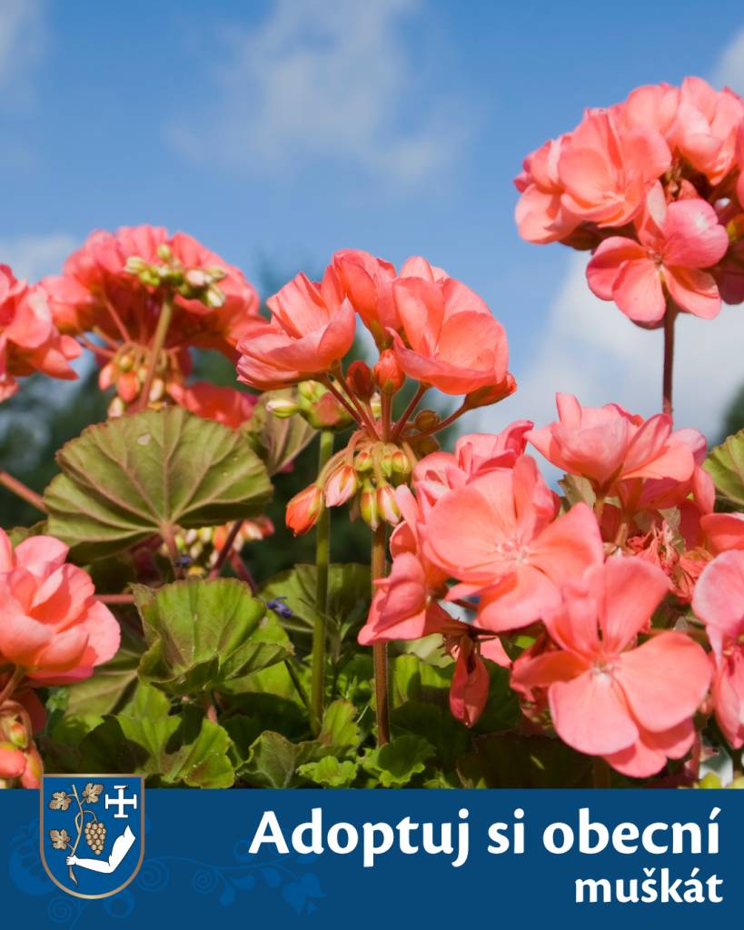 Již podruhé obec spouští opět výzvu „Adoptuj si svůj muškát“. Ozvěte se do 28. 5. 2026.