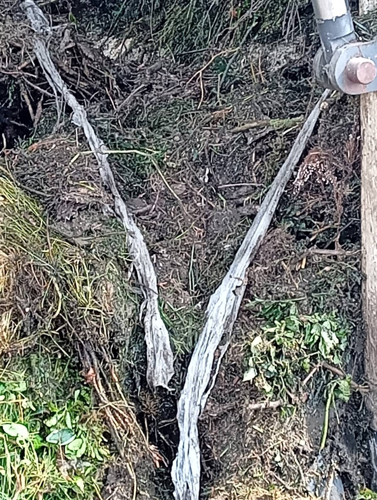 Vážení občané, obdrželi jsme upozornění od svozové společnosti AVE ohledně znečištění bioodpadu v naší obci. Při posledním svozu byly v bioodpadu nalezeny předměty, které tam v žádném případě nepatří: ⭕Kameny a stavební suť ⭕Běžný komunální odpad Proč je to velký problém? Nevhodný odpad vážně ničí svozovou techniku a stroje v kompostárně. Svozová posádka bude nádoby důkladněji kontrolovat. Pokud v nich nalezne suť nebo to co do bio odpadu nepatří, nebude bio popelnice vyvezena.  Prosíme buďte ohleduplní a házejte do hnědých popelnic pouze to, co tam patří. Kameny a suť patří na sběrný dvůr. Děkujeme všem, kteří pravidla třídění dodržují