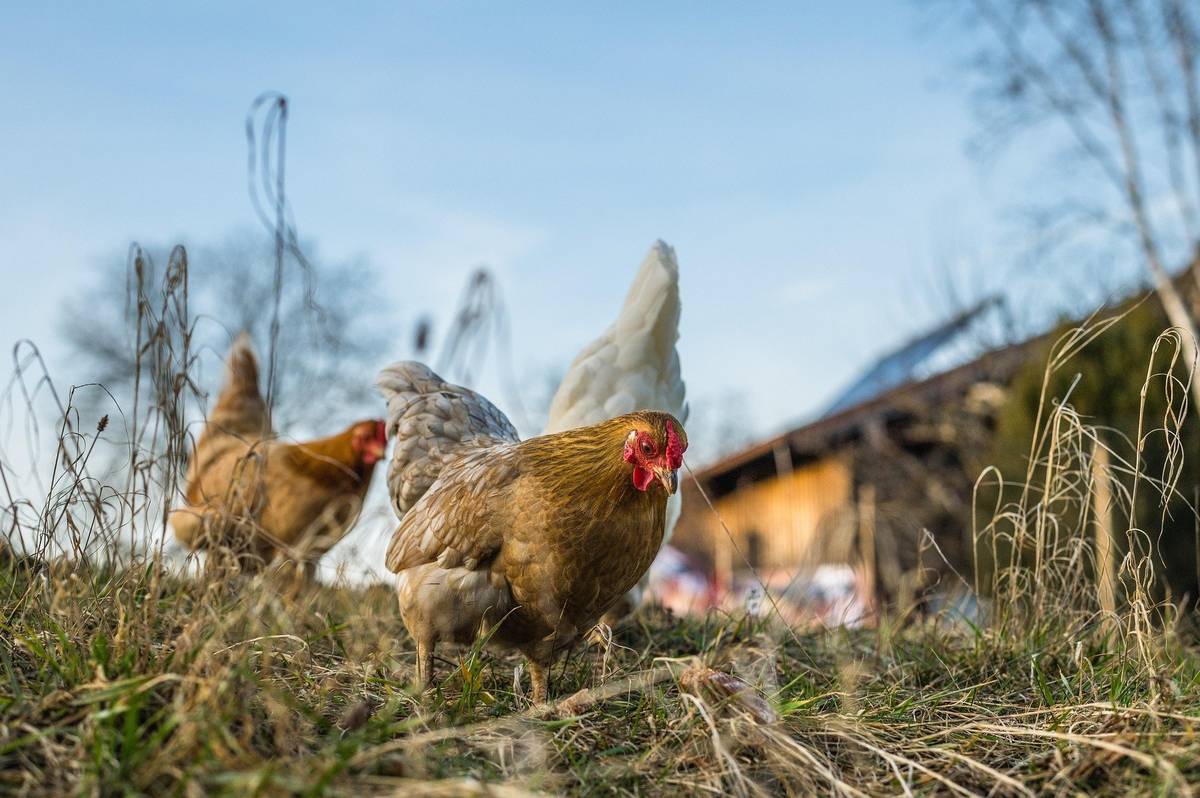 Státní veterinární správa vydala mimořádná veterinární opatření v souvislosti s potvrzeným výskytem Newcastleské choroby drůbeže v Rychvaldu a Dolní Lutyni. Opatření se týkají také katastrálních území Hrabůvka a Zábřeh nad Odrou. Chovatelé drůbeže a ptactva v zajetí by měli zvýšit ochranu svých chovů a zabránit kontaktu s volně žijícím ptactvem. Nemoc může způsobit vysoké ztráty v chovech a hromadné úhyny. Pro člověka však není nebezpečná. Veterinární opatření mají zabránit dalšímu šíření nákazy.   Chovatelé jsou povinni do středy 27. května 2026 poskytnout informace o svých chovech pro potřeby evidence veterinární správy. Vyplněné sčítací listy se zasílají e-mailem na adresu jakub.nitra@ovajih.cz. Děkujeme všem chovatelům za zodpovědný přístup a spolupráci při ochraně chovů v našem obvodu.  Kontakt: Jakub Nitra, Úřad městského obvodu Ostrava-Jih, T +420 599 430 224; E jakub.nitra@ovajih.cz Podrobnosti a formulář sčítacího listu najdete na: https://ovajih.ostrava.cz/cs
