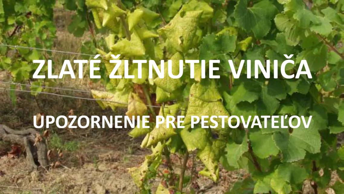 Oznam pre pestovateľov viniča, ochrana proti cikádam, prenášačom karanténnej choroby zlaté žltnutie viniča.