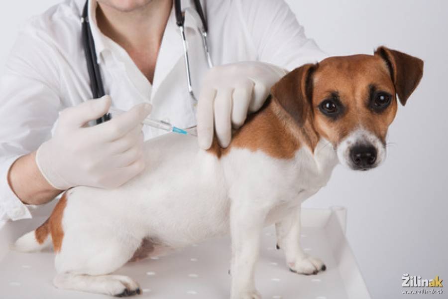 Obvodný veterinárny lekár Dr. Hamar oznamuje obyvateľom Čukárskej Paky, že v sobotu 23. mája od 13:15 do13:20 bude očkovanie psov proti besnote. Podľa vyhlášky očkované môžu byť len psi s platným čipom. Nezačipované psi môžu byť začipové na mieste. Miesto očkovania je pred autobusovou zastávkou.
