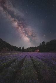Zahrada hvězd (Il Giardino delle Stelle)