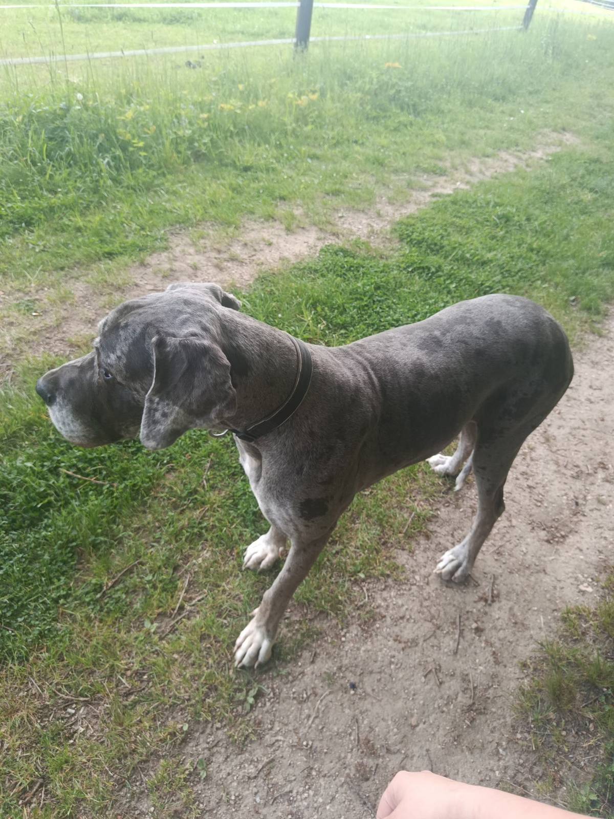 Tato doga se pohybuje na cestě přes Chatka mezi odbočkou na Poustevníkův kámen a lávkou u Ferdy na Ferdinandově. Nevíte kdo postrádá tohoto gaučového psíka? Děkujeme. Prosím o info starostovi, tel. 777682274.
