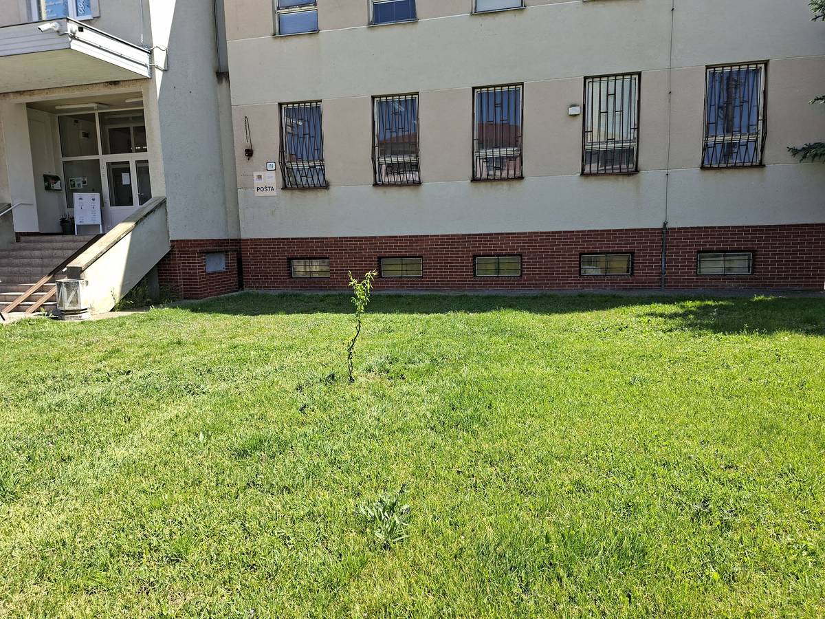 🌳 Obec dostala darom sadenice stromčekov, ktoré sme využili na skrášlenie verejných priestranstiev. Nová zeleň postupne spríjemní naše okolie a prispeje ku krajšiemu vzhľadu obce. Za darované sadenice darkyni srdečne ďakujeme. 🛠️ Obec svojpomocne zrealizovala aj menšie úpravy na cintoríne, kde sme upravili okolie pri vodovodných stojanoch, aby bolo prostredie upravenejšie a praktickejšie pre návštevníkov. K nedávno natretému plotu tak pribudli aj ďalšie menšie úpravy, ktoré pomáhajú zveľaďovať celý areál cintorína. starostka