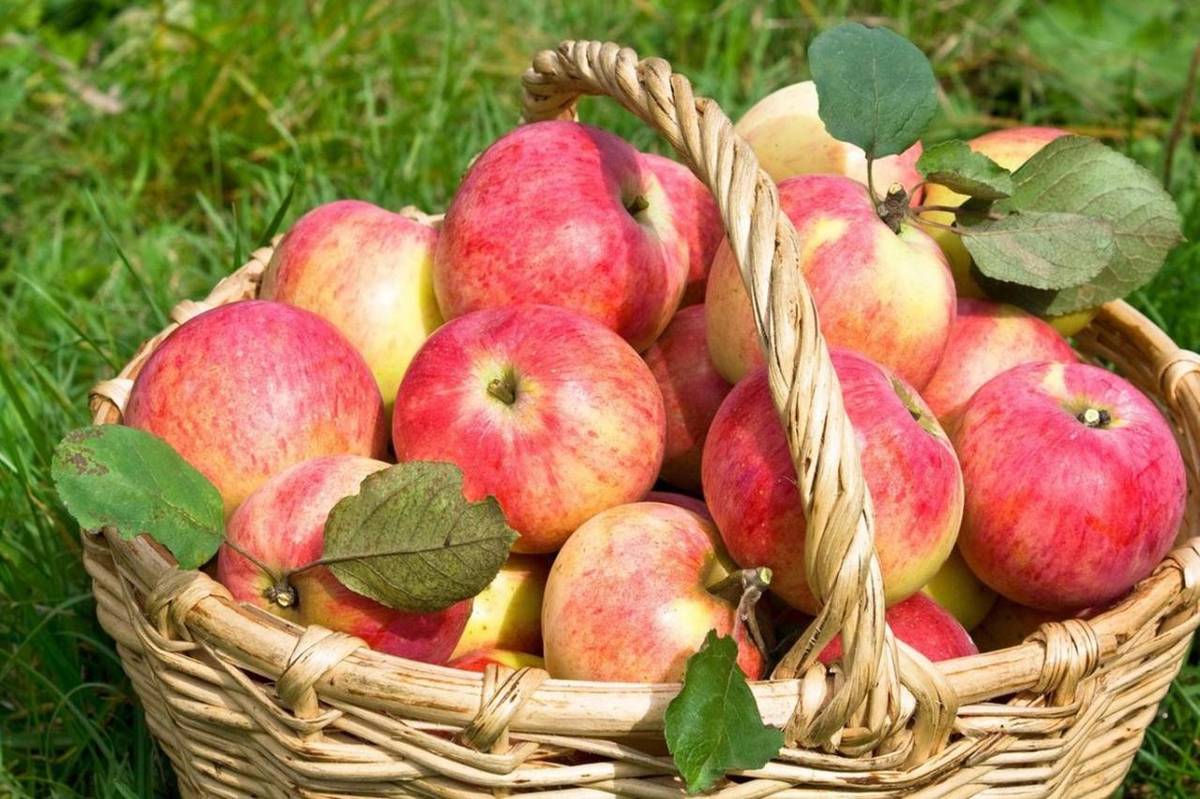 Ve středu 27.05.2026 přijede do naší obce prodejce jablek od Jičína. Cena je 23 Kč/kg.  Prodej proběhne v Čachovicích od 9:30 před OÚ a ve Struhách od 9:50 na návsi.
