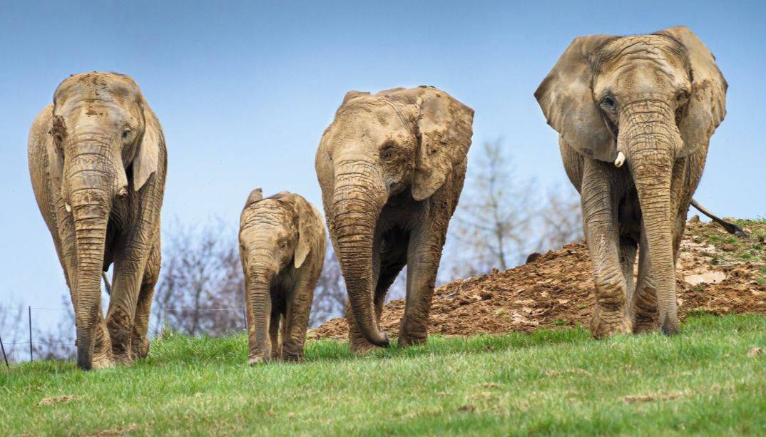 Zlín - Zlínská zoo v pondělí 25. května pro návštěvníky opětovně otevřela africkou oblast Karibuni. K víkendovému uzavření Karibuni přistoupila na základě úhynu samice slona afrického, ke kterému došlo v pátek 22. května po napadení sloním býkem.