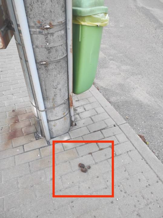 Žádáme majitele všech psů, aby po svých čtyřnohých kamarádech uklízeli jejich exkrementy na veřejných prostranstvích.  Děkujeme.