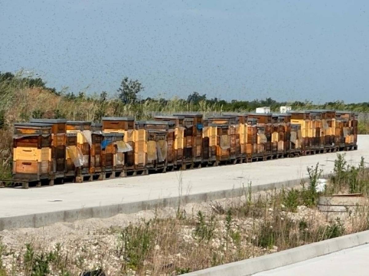 Na ceste Hubice Dvory / Hubice Slnečné záhrady, zatiaľ neznáma osoba osadila včely. Prosíme obyvateľov o zvýšenú pozornosť. Po zistení totožnosti majiteľa úlov, majiteľ bude vyzvaný na ich premiestnenie.
