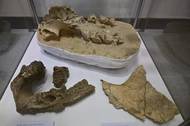Exponáty výstavy Objevy muzejních archeologů
