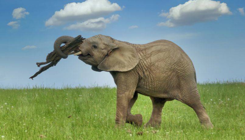 Zlín - Zlínská zoo uspořádala tiskovou konferenci, na které médiím poskytla informace a odpověděla na dotazy k páteční smutné události, kdy samec slona afrického smrtelně zranil samici Ulu.