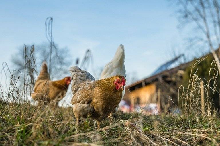 Chovatelé drůbeže a ptactva v zajetí mají do dnešního dne povinnost poskytnout informace o svých chovech pro potřeby evidence veterinární správy z důvodu výskytu Newcastleské choroby drůbeže. Státní veterinární správa vydala mimořádná veterinární opatření, která se týkají také katastrálních území Hrabůvka a Zábřeh nad Odrou.  Vyplněné sčítací listy (formulář je v příloze níže) se zasílají e-mailem na adresu jakub.nitra@ovajih.cz. Radnice děkuje všem chovatelům za zodpovědný přístup a spolupráci při ochraně chovů v našem obvodu.  Kontakt: Jakub Nitra, Úřad městského obvodu Ostrava-Jih, T +420 599 430 224; E jakub.nitra@ovajih.cz Nařízení Státní veterinární správy je zveřejněno na úřední desce: https://ovajih.ostrava.cz/cs/radnice/uredni-deska?param=e3f78db14ed138f109b8da4c1fa73588b6730a51 Sčítací list