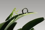 Oura Ring 5