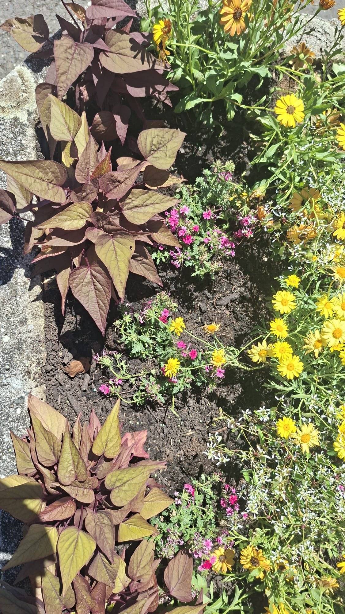 🌸 Prosíme všechny milovníky květin, aby si městské truhlíky nepletli se samoobslužným zahradnictvím. 😊 Letničky vysazujeme proto, aby dělaly radost všem obyvatelům i návštěvníkům města, ne jen vybraným zahrádkám. Pokud se vám květiny líbí, máme z toho radost. Největší radost nám ale uděláte, když je necháte tam, kde byly vysazeny.🌺🌼🌷 Děkujeme.