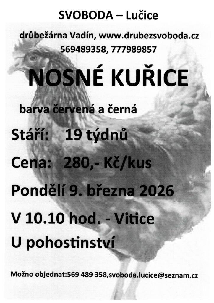 PRODEJ SLEPIC 9.3.2026  V 10:10 HOD U POHOSTINSTVÍ - VITICE  280,- KČ/KS