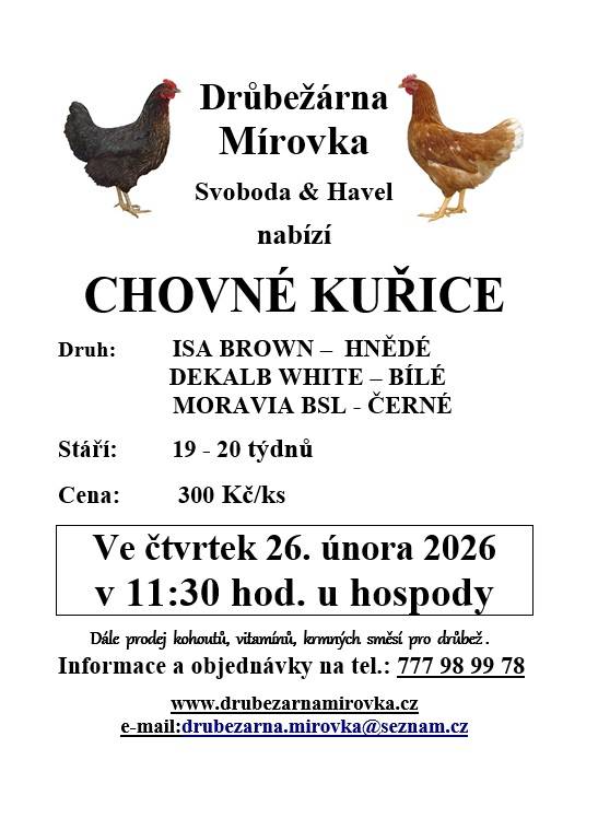 Drůbežárna Mírovka Svoboda & Havel nabízí k prodeji chovné kuřice plemen ISA BROWN, DEKALB WHITE a MORAVIA BSL. Kuřice jsou ve stáří 19 až 20 týdnů a cena za kus je 300 Kč. Prodej se uskuteční ve čtvrtek 26. února 2026 v 11:30 hodin u hospody.