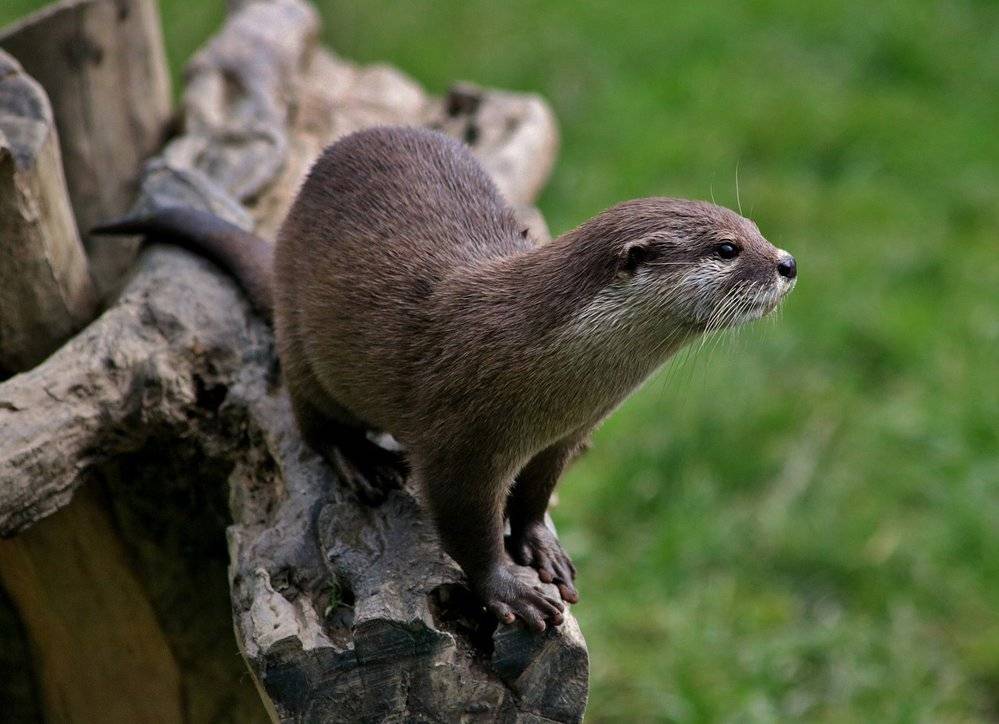 Spolek občanů Škvorce a Třebohostic pořádá zájezd na zámek Kuks a do ZOO Dvůr Králové nad Labem.