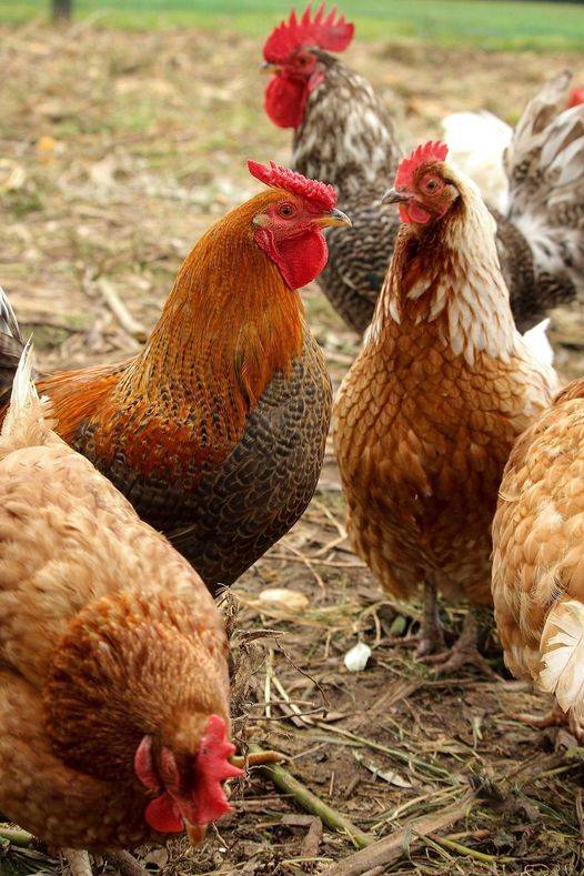 Drůbežárna Prace bude v pátek 5. června v 8,30 hodin prodávat mladé kuřice, brojlerová kuřata, krůty, káčata, husokačeny Mulard, krmivo pro drůbež a králíky, vitamínové doplňky a dále pak vykupovat králičí kožky - cena 10 Kč/ks.