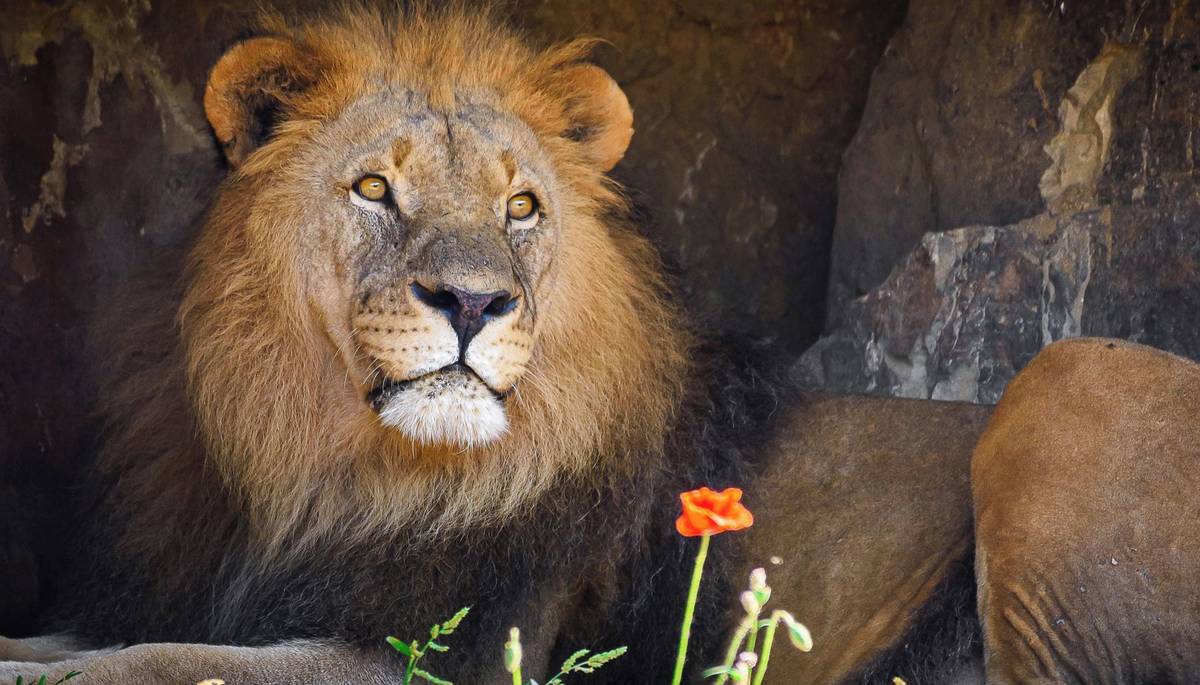 Zlín - V souvislosti s nedávným příchodem tří lvic, které stát odebral soukromým chovatelům, Zoo Zlín změní současné uspořádání chovné skupiny lvů konžských i zabavených lvic.