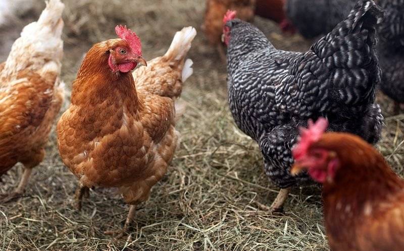 Farma Lužianka bude v čase od 11:15 hod. do 11:30 hod ponúkať na predaj 18 týždňové mládky - rôzne farby,  v cene  9,90€/1ks a 25 týždňové  mladé nosnice začínajúce znášku - červené,  v cene 9€/1ks.