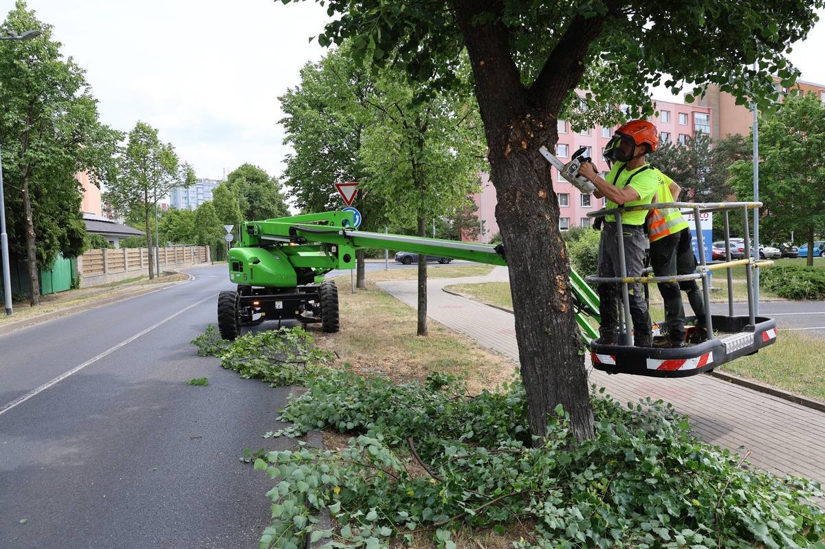 Specializovaná arboristická firma ALL4TREES, s.r.o. včera na Karlově náměstí a v Aleji 17. listopadu zahájila zdravotní řez a redukce vybraných větví tamějších lip.   Práce, plánované do konce července, se postupně dotknou i ulic Školní, Neklanova a Jungmannova. Odborníci takto postupně ošetří celkem 93 stromů.     Pohyb techniky ve vozovce může dočasně omezovat průjezd. Děkujeme za respektování výstražných kuželů, obezřetnost i pochopení.     Termín provedení řezu ve vegetačním období byl zvolen v souladu s oborovým standardem. Stromy jsou v této době fyziologicky aktivní, což obvykle vede k rychlejší reakci na vzniklá poranění a jejich efektivnějšímu zacelování.