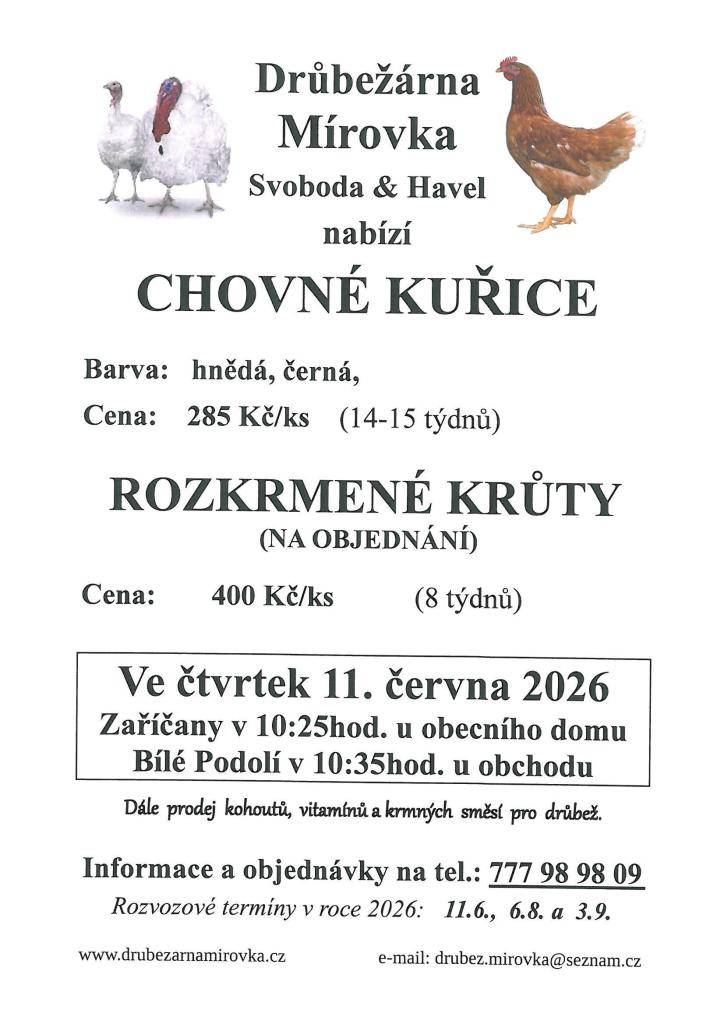 Chovné kuřice