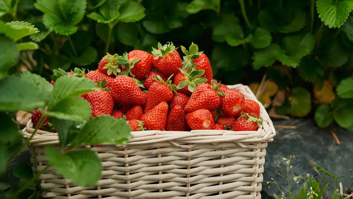 Zítra 4.6. od 11 do 11.30 hod. proběhne před OÚ v Opolanech prodej českých jahod. Cena 2 kg košíčku je 240,- Kč.