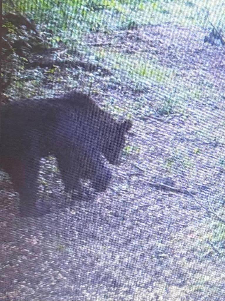 pri poľovníckej chate v lokalite Malinov spozorovaný medveď