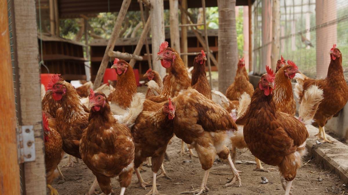 Státní veterinární správa rozšířila ochranná opatření kvůli dalšímu potvrzenému výskytu Newcastleské choroby drůbeže, nově také v ostravských Heřmanicích. V pásmu dozoru nadále zůstávají také katastrální území Hrabůvka a Zábřeh nad Odrou, kterých se opatření týkají. Chovatelé jsou mimo jiné povinni zaslat obci soupis ptáků na hospodářství, a to do pátku 5. června 2026, prostřednictvím sčítacího listu. Vyplněný sčítací list je potřeba zaslat na e-mailovou adresu – jakub.nitra@ovajih.cz.     Sčítací list k vyplnění i nařízení veterinární správy najdete na úřední desce a také v Aktualitách na webu obvodu: https://ovajih.ostrava.cz/cs/o-jihu/aktualne/vyzva-chovatelum-drubeze-a-ptactva-v-ostrave-jihu Žádáme také všechny chovatele, aby věnovali zvýšenou pozornost ochraně svých chovů: ✅ Zabraňte kontaktu drůbeže s volně žijícím ptactvem. ✅ Chraňte krmivo a napájecí vodu před znečištěním ptačím trusem. ✅ Sledujte zdravotní stav zvířat a případné zvýšené úhyny nebo pokles snášky neprodleně hlaste veterinární správě. ✅ Dodržujte biologickou bezpečnost a dezinfekci při vstupu do chovů. Newcastleská choroba je vysoce nakažlivé virové onemocnění ptáků, které může způsobit vážné ztráty v chovech. Pro člověka však není nebezpečná. Děkujeme všem chovatelům za spolupráci a zodpovědný přístup, který pomáhá chránit domácí chovy i zabránit dalšímu šíření nákazy.