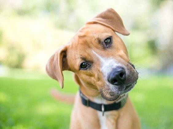1. Připomínáme občanům, že poplatek za psa ve výši 100,-kč je splatný do konce měsíce června. Poplatek je možno uhradit hotově na obecním úřadě nebo převodem na účet č. 14720711/0100 2. V tomto týdnu probíhá sběr textilu pro Diakonii Broumov. Ošacení můžete přinést do sálu kulturního domu ve středu 3.června od 9:00 - 13:00 hodin a ve čtvrtek 4. června od 18:00 - 18:30