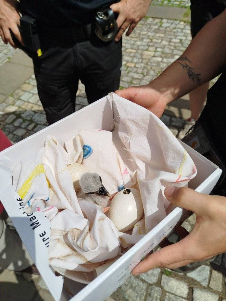 Broumov, 02.06.2026 V uplynulém týdnu, bohužel, zmizel jeden z dospělých čápů – Otík. Hnízdění tak dospělo nezadržitelně ke svému předčasnému konci. Samotný čáp není schopen v hnízdění dále pokračovat. Jeden z rodičů totiž vždy zůstává sedět na hnízdě, zatímco druhý obstarává potravu... A Maruška zůstávala v hnízdě čekat již nebezpečně dlouho bez potravy. Proto byli v sobotu 30.05.2026 přivoláni na místo pracovníci ze záchranné stanice z Jaroměře a z hnízda odebrali jedno čerstvě vylíhlé mládě a další dvě vejce. Pevně věříme, že se mláďata pod odborným dohledem záchranářů podaří zachránit a že je adoptují čápi v jiném hnízdě.