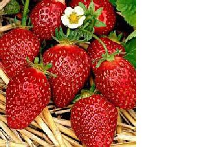 Súkromný predajca z Nových Zámkov ponúka na predaj: -         jahody 2 kg balenie v cene 7 € -         zemiaky 15 kg balenie v cene 10 € Predáva sa dnes v stredu 03.06.2026 z auta na parkovisku pri OU Makov do cca 8.45 hod.