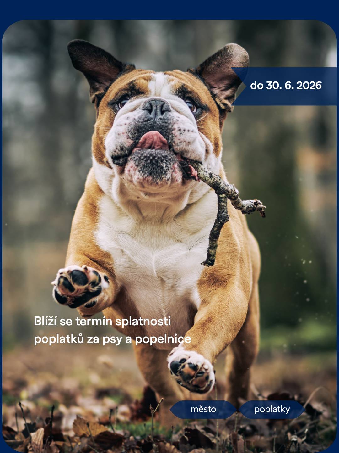 Termín splatnosti místních poplatků za komunální odpad a psy se blíží. Nejzazším termínem úhrady je 30. 6. 2026.  Výše částky za komunální odpad je 900,- Kč za osobu a rok. Občané starší 75 let jsou od tohoto poplatku osvobozeni. Výše částky poplatku ze psů se nezměnila. Sazebník najdete na stránkách města ZDE.   Jak můžete zaplatit poplatek za odpad a za psy?  bezhotovostním převodem na účet: 19-6584182/0800 v hotovosti – v pokladně Městského úřadu (Masarykovo náměstí 1/6, Brandýs nad Labem)  Při platbě je nutné zadat variabilní symbol, který vám byl přidělen při prvním přihlášení ve městě Brandýs nad Labem-Stará Boleslav. Pokud chcete dostávat platební údaje elektronicky, nahlaste nám svou e-mailovou adresu a každý rok dostanete výměr.  za komunální odpad můžete zaslat na adresu: martina.jilkova@brandysko.cz za psy na adresu: eva.rajnisova@brandysko.cz.