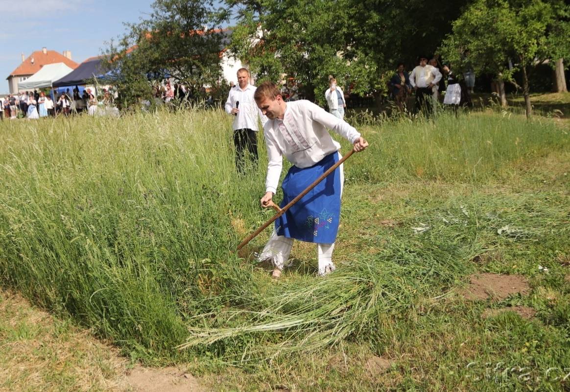 Sotva utichly ohlasy z úspěšného Putování po sklepech, tasovická Farská louka se v sobotu 30. května 2026 stala dějištěm další parádní folklorní události. Mužský sbor Tasovjáci zde od 9:00 hodin ráno uspořádal tradiční „Kosení lúky na Farské“, které na místo přilákalo milovníky tradic, ostrých kos..