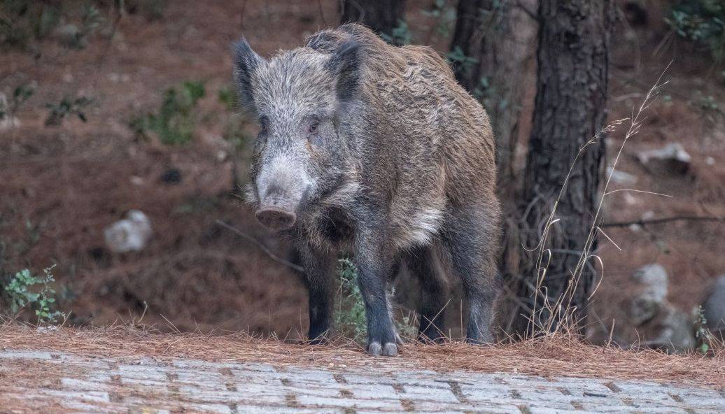 Zlín - Město Zlín upozorňuje občany na zvýšené riziko střetu s divokými prasaty v lokalitě Letná. Ve středu 3. června došlo na lesní pěšině nad ulicí Pod Rozhlednou k napadení ženy bachyní, střet se zvířetem skončil ošetřením ženy v nemocnici.