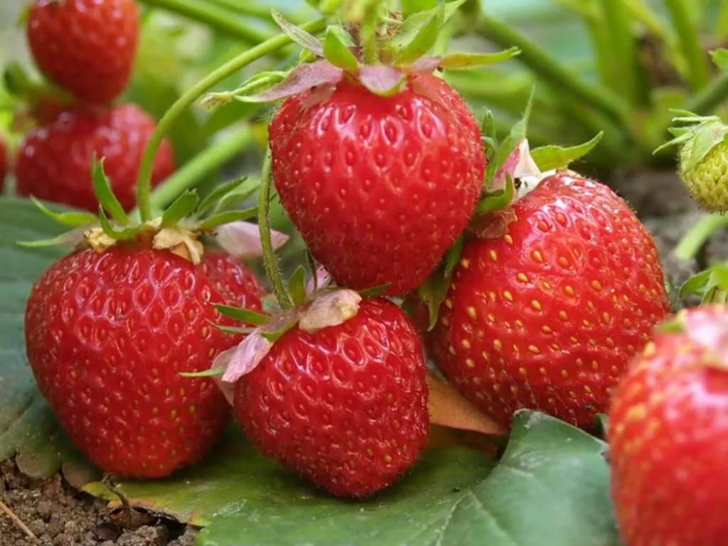 Súkromný podnikateľ príde dnes 4.6.2026 o 11:20hod do našej obce predávať  čerstvé  jahody v cene 4€/ 1kg. Jahody sú balené po  2kg  a  5kg. Pri odbere  10kg   je cena  3,50€/ 1kg.