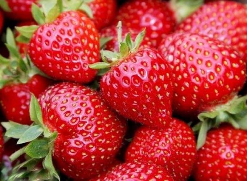 Dnes 5.6.2026 o 9:30hod. príde do našej obce  súkromný podnikateľ predávať jahody v cene  4€/1kg.  Balenie po 2kg a 5kg.  Pri odbere 10kg je cena  3,50€ za 1kg.
