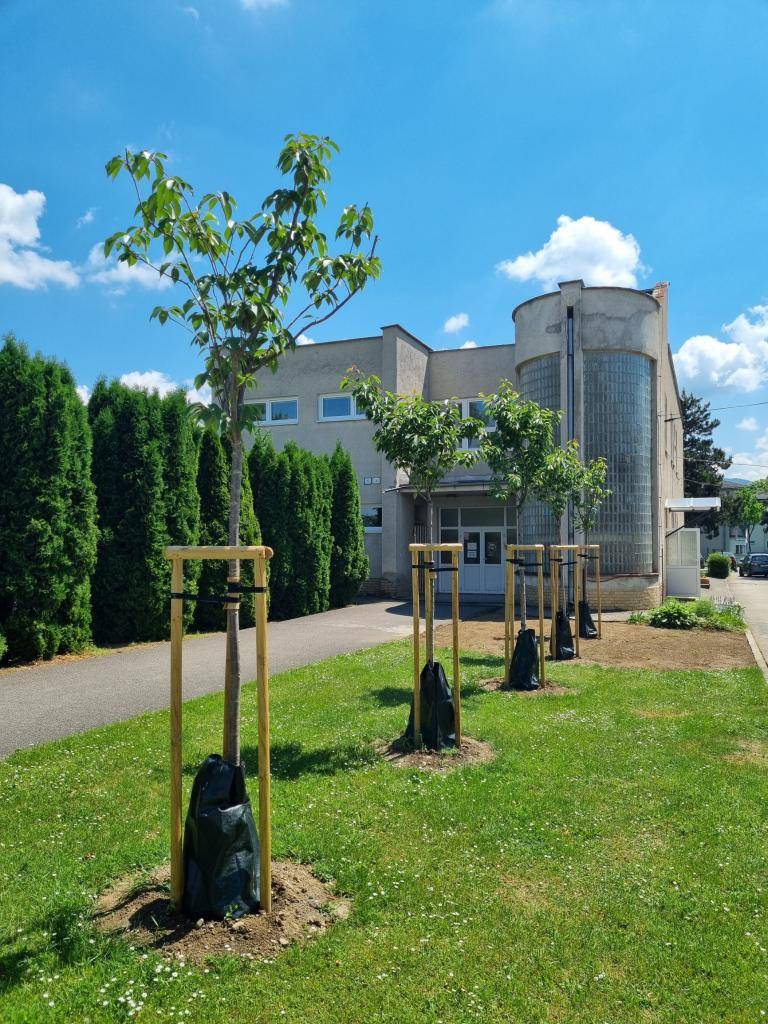 Rozširovanie funkčnej zelene v obci Beluša je pevnou súčasťou každoročných obecných aktivít. Najnovšie sa z novej výsadby tešia v areáli Materskej školy Beluša, kde sa v rámci 2,5 tisíc eurovej dotácii doplnila zeleň v projekte „Každý strom sa počíta.“