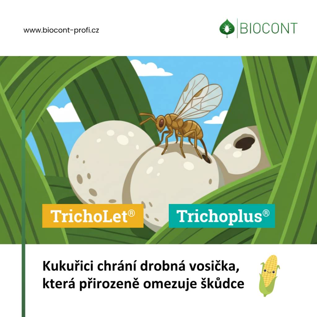 letecké ošetření porostů kukuřice proti zavíječi kukuřičnému