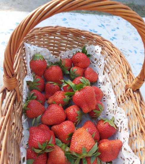 Dnes 8.6.2026 se od 13:00 hodin uskuteční na náměstí v Křinci prodej jahod. Cena za 1 kg 99,-Kč. Prodejce se zdrží do vyprodání zásob.