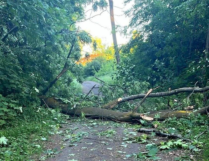 Lesní porosty v Satalické bažantnici jsou v posledních pěti letech vystaveny velkému problému, spojenému s masivním rozšířením houbové choroby chalara fraxinea, která způsobuje nekrózy výhradně na jasanech. Tento problém je pak silně umocněn skutečností, že cca 2/3 všech dospělých stromů v oboře tvoří právě staré jasany, které dosahují výšky i 35 metrů a hmotnosti 4 a více tun. Nekróza u jasanů způsobuje mj. i jejich celkové oslabení, které následně využívají jiné houbové patogeny, které napadají kořeny stromů a tím zcela zásadně snižují jejich stabilitu, protože kořeny poměrně rychle uhnívají. To se bohužel plně projevuje zejména v posledních třech letech zvýšeným výskytem vyvrácených stromů, ale naštěstí doposud nedošlo k zranění osob nebo poškození majetku třetích osob. Situaci se samozřejmě snažíme řešit, zejména umisťováním zimních obnovních těžeb do nejvíce rizikových částí obory, ale i přesto jen za letošní rok došlo k dalšímu nekontrolovanému pádu 5 jasanů, naposledy v minulém týdnu. S ohledem na výše uvedené a snaze minimalizovat rizika, byla v bezprostředním okolí hlavní okružní cesty a také podél příčné cesty vedoucí ke kaštanové aleji provedena detailní kontrola zdravotního stavu všech jasanů. V rámci této kontroly bylo vyznačeno 31 jasanů v nejhorším zdravotním stavu a tyto rizikové stromy budou v průběhu června pokáceny. Věříme, že tímto zásahem bude výrazně zmenšeno riziko ohrožení návštěvníků obory pádem stromů, i když vyloučit se zcela nedá. Tímto apelujeme na návštěvníky obory, aby se vyhnuli její návštěvě za zhoršených povětrnostních podmínek – zejména tedy při bouřkách nebo za silného větru! Převzato z webu MČ Praha-Satalice.